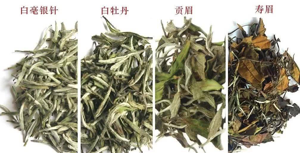 新手喝白茶，应该选白毫银针，还是白牡丹、寿眉？_口感